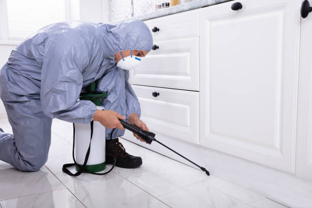 Budget-Friendly Pest Control Tips and Tricks For Your Home