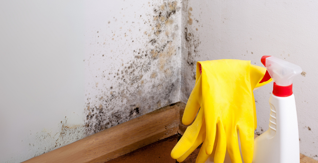 Initial Mould Remover Solution that disinfects and protects against mould regrowth